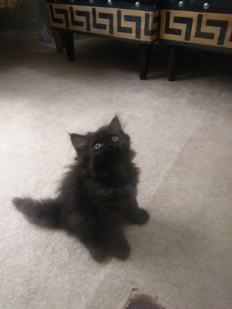 Rare Percian Kittens — photo 4