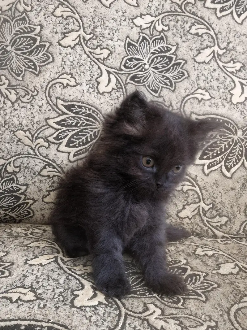 Rare Percian Kittens — photo 5