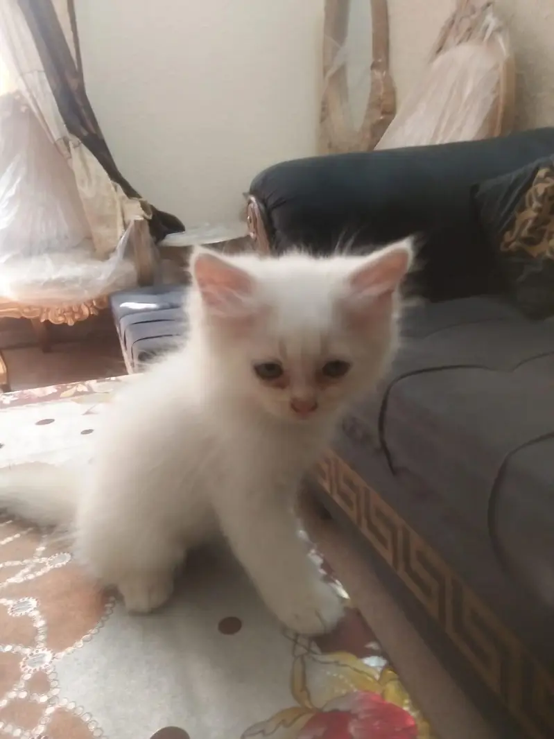 Rare Percian Kittens — photo 6
