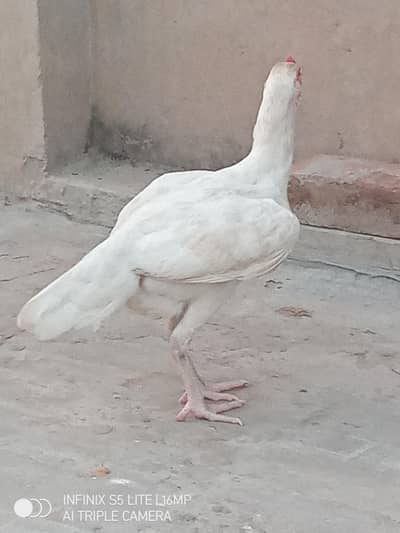 white Aseel murgi for sale eggs de rhi hay  0333'470_73-'96