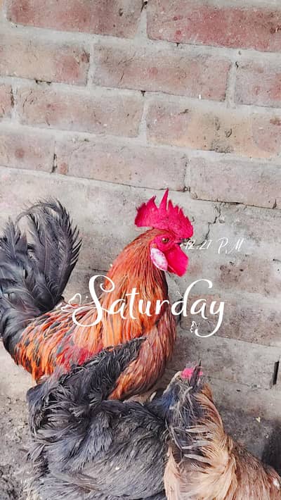 8 piece total 1 big size cock 1 big size hen 3 medium cocks and 3 hens
