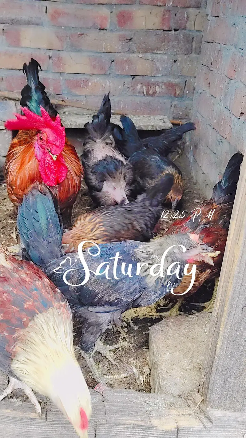 8 piece total 1 big size cock 1 big size hen 3 medium cocks and 3 hens — photo 3