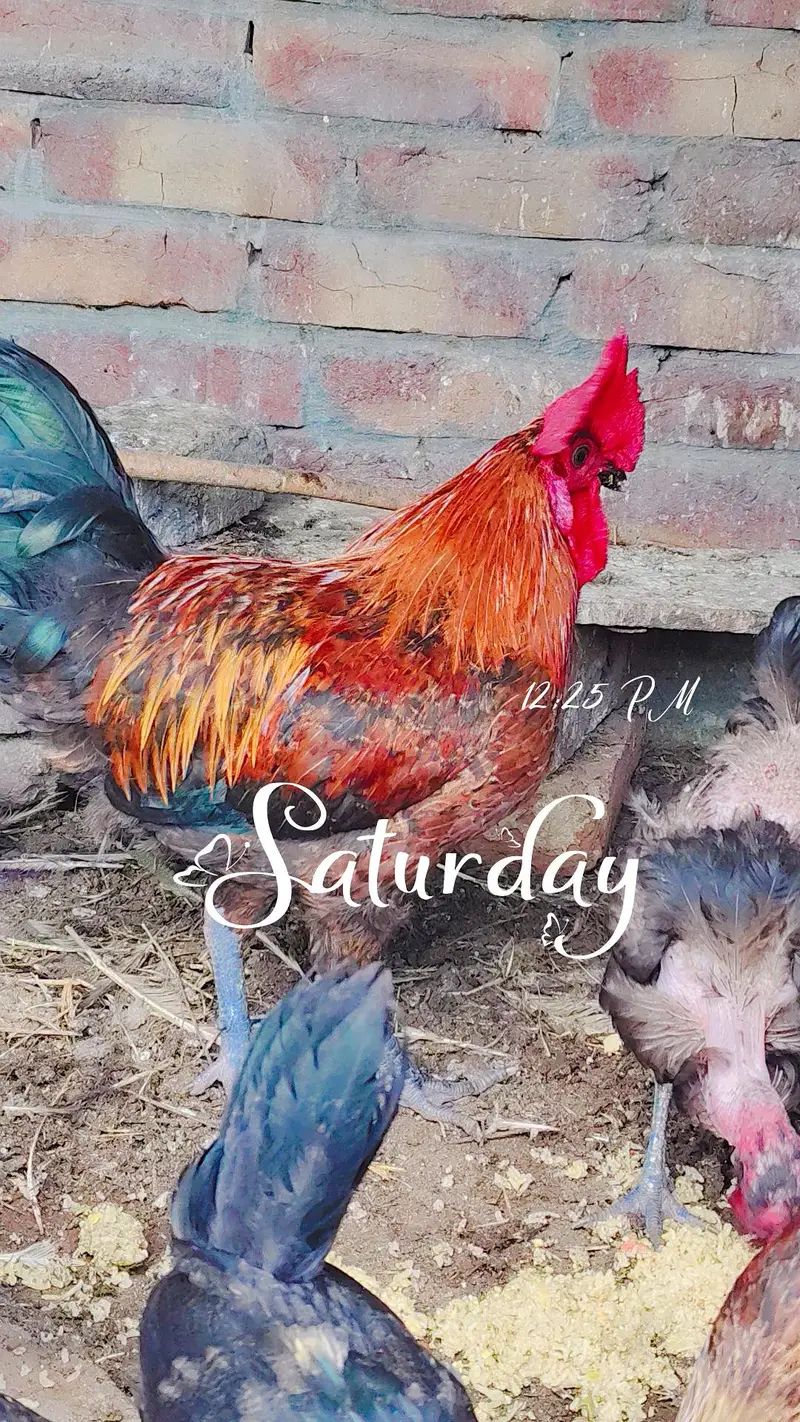 8 piece total 1 big size cock 1 big size hen 3 medium cocks and 3 hens — photo 4