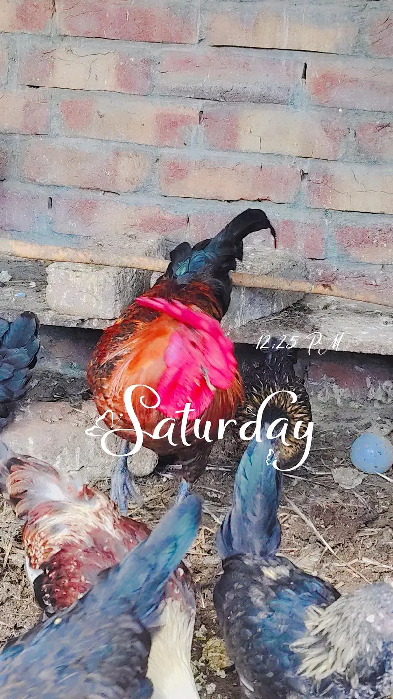 8 piece total 1 big size cock 1 big size hen 3 medium cocks and 3 hens — photo 5