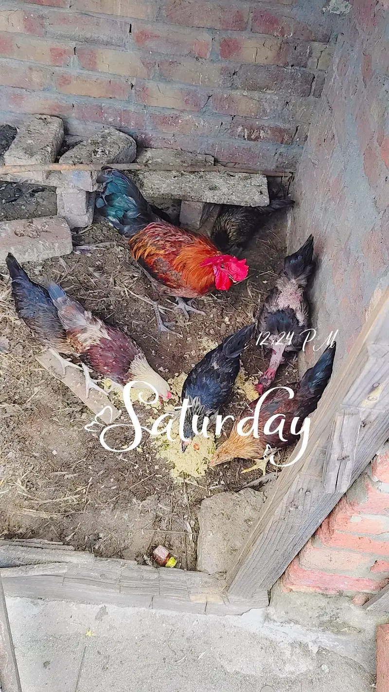 8 piece total 1 big size cock 1 big size hen 3 medium cocks and 3 hens — photo 6