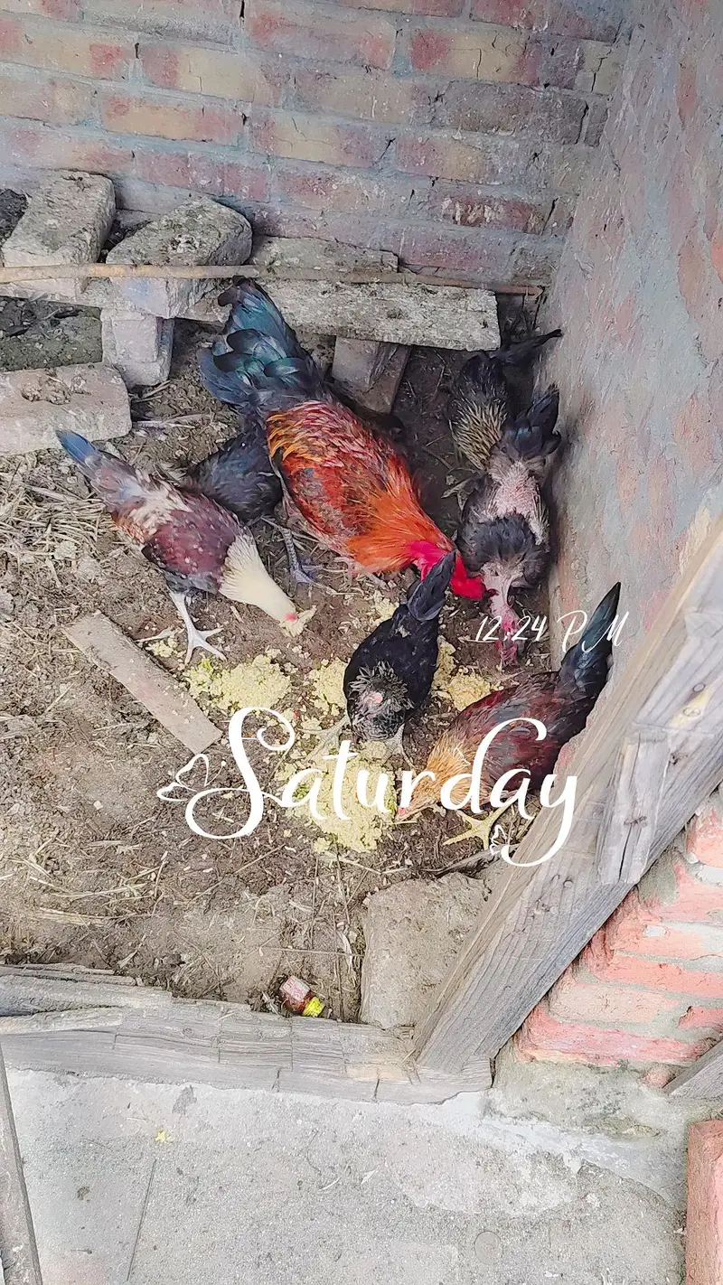 8 piece total 1 big size cock 1 big size hen 3 medium cocks and 3 hens — photo 7