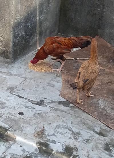 Aseel Sindhi pair for sale urgent