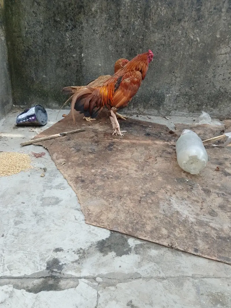 Aseel Sindhi pair for sale urgent — photo 2