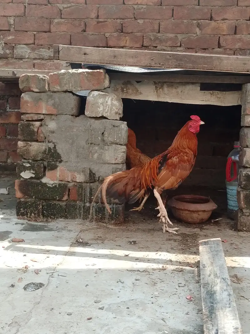 Aseel Sindhi pair for sale urgent — photo 3