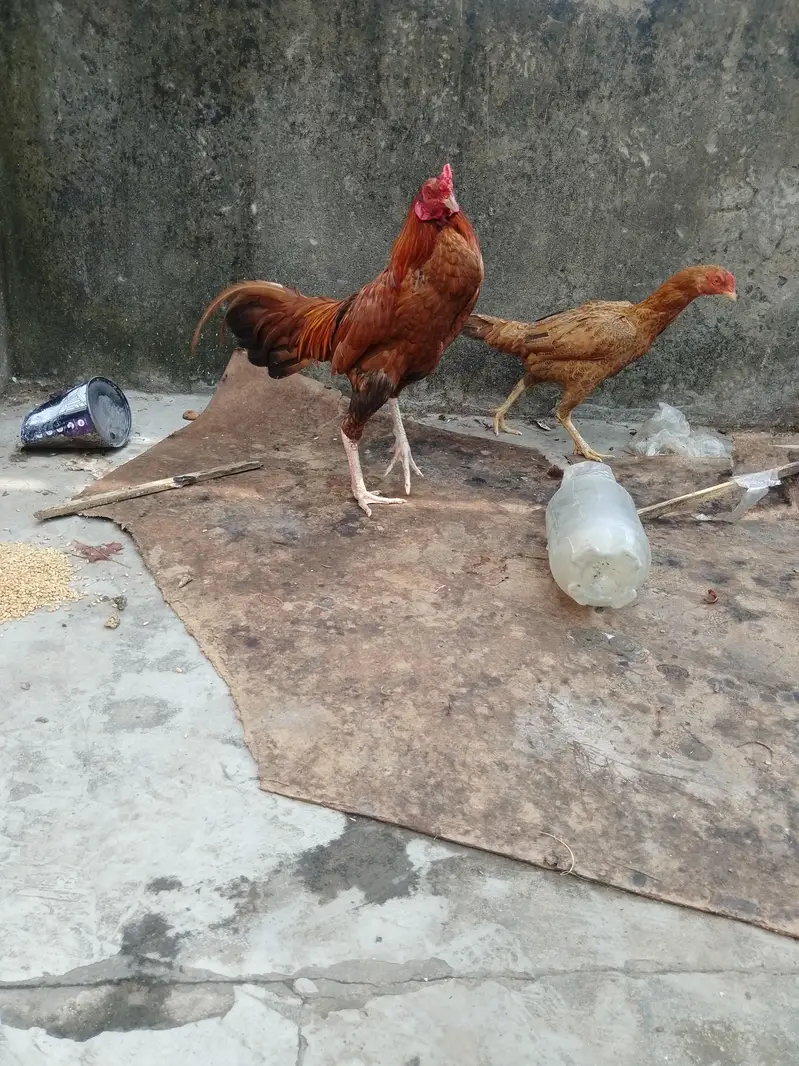 Aseel Sindhi pair for sale urgent — photo 4