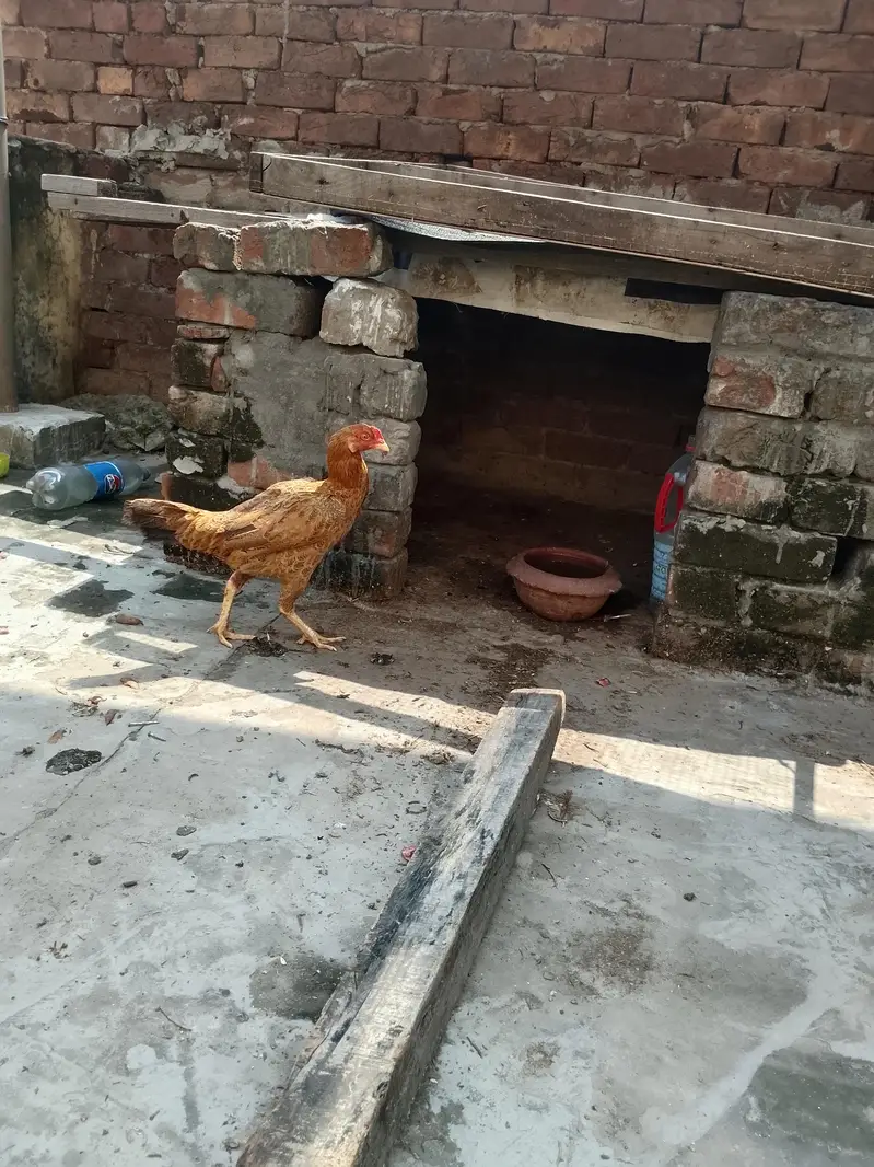 Aseel Sindhi pair for sale urgent — photo 5
