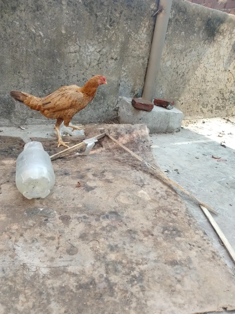 Aseel Sindhi pair for sale urgent — photo 6