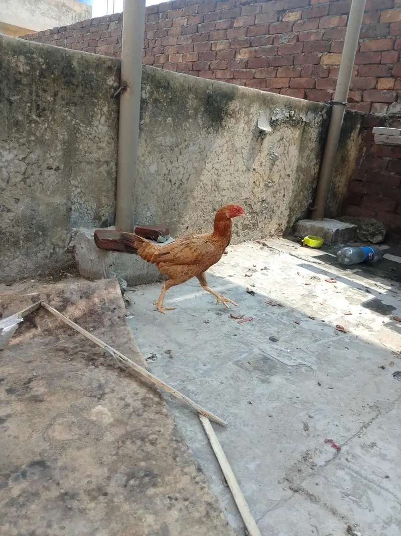 Aseel Sindhi pair for sale urgent — photo 7