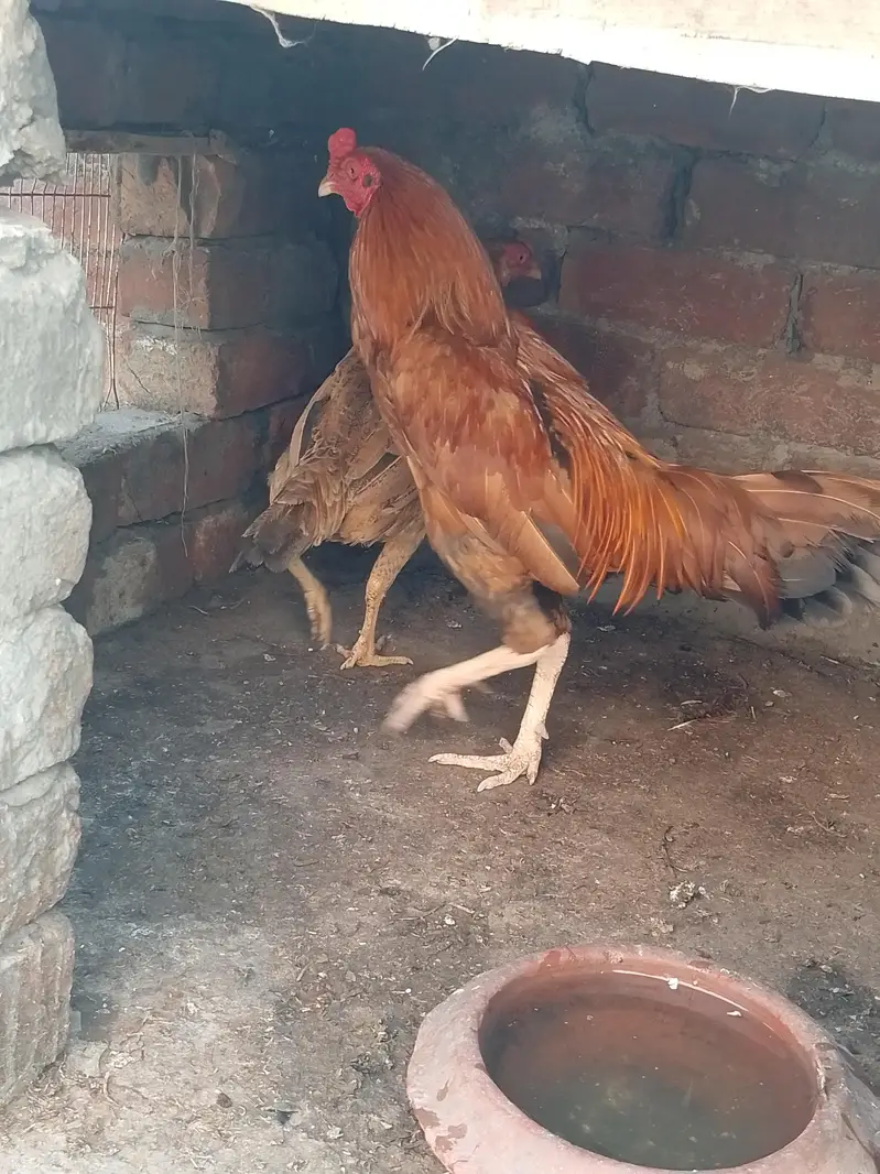 Aseel Sindhi pair for sale urgent — photo 9