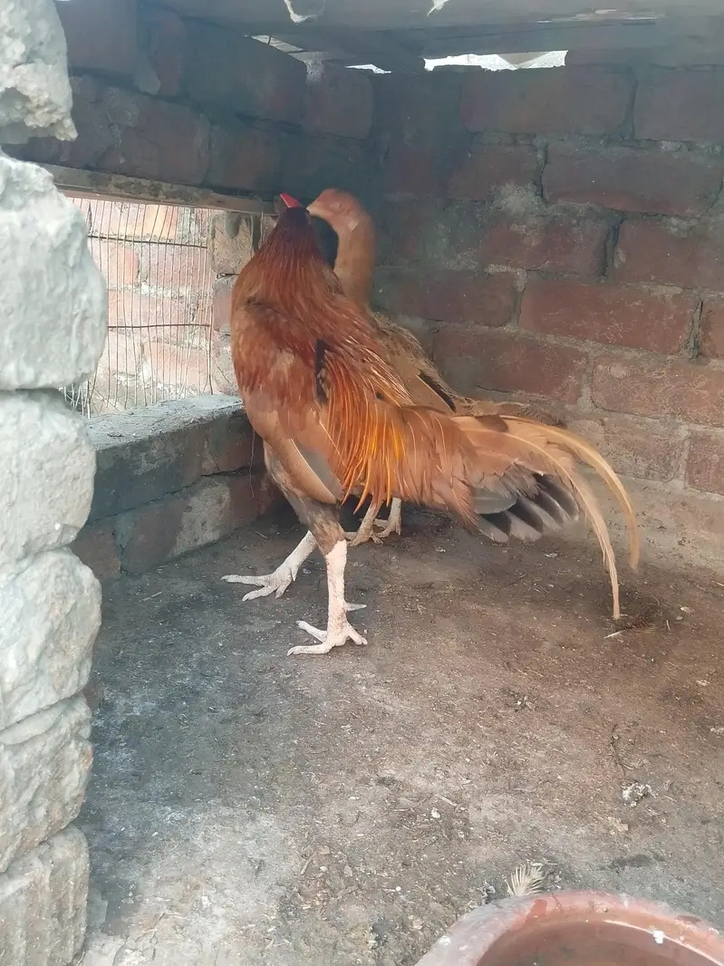 Aseel Sindhi pair for sale urgent — photo 10