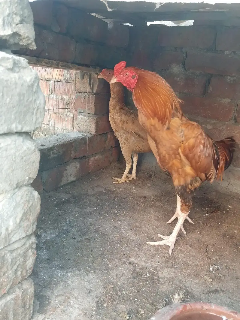 Aseel Sindhi pair for sale urgent — photo 11
