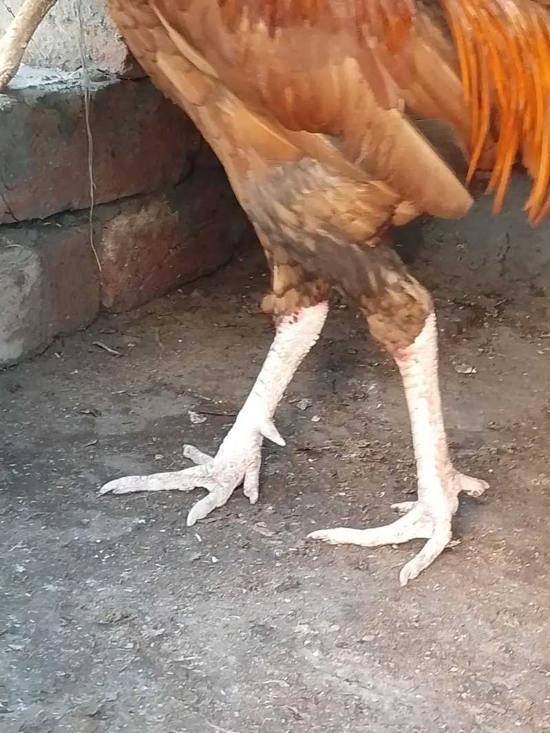 Aseel Sindhi pair for sale urgent — photo 12
