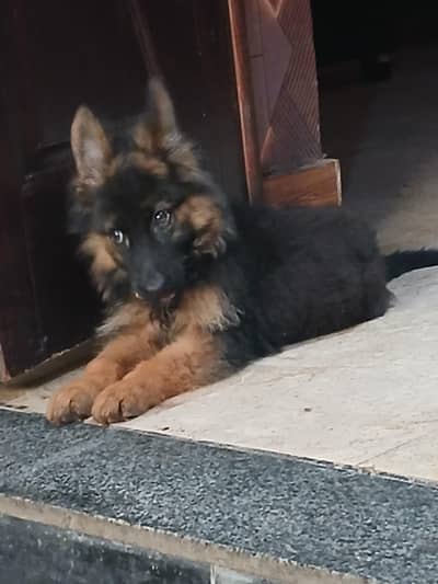 German Shepherd dog
