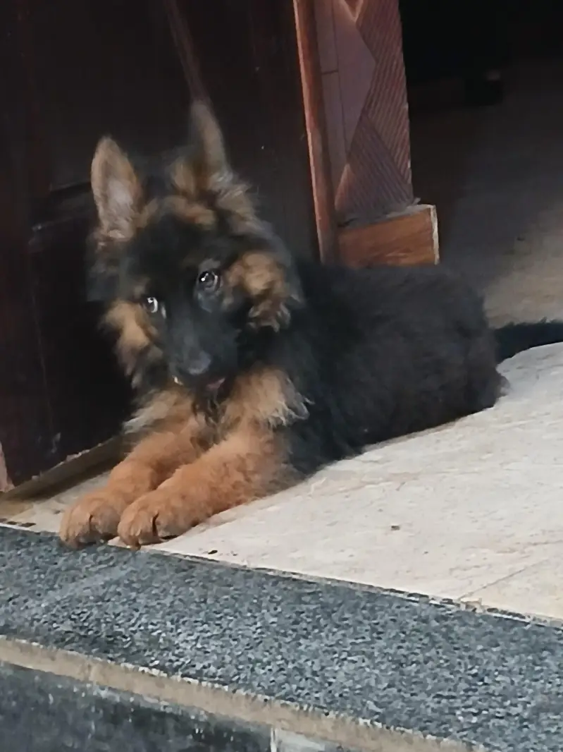German Shepherd dog