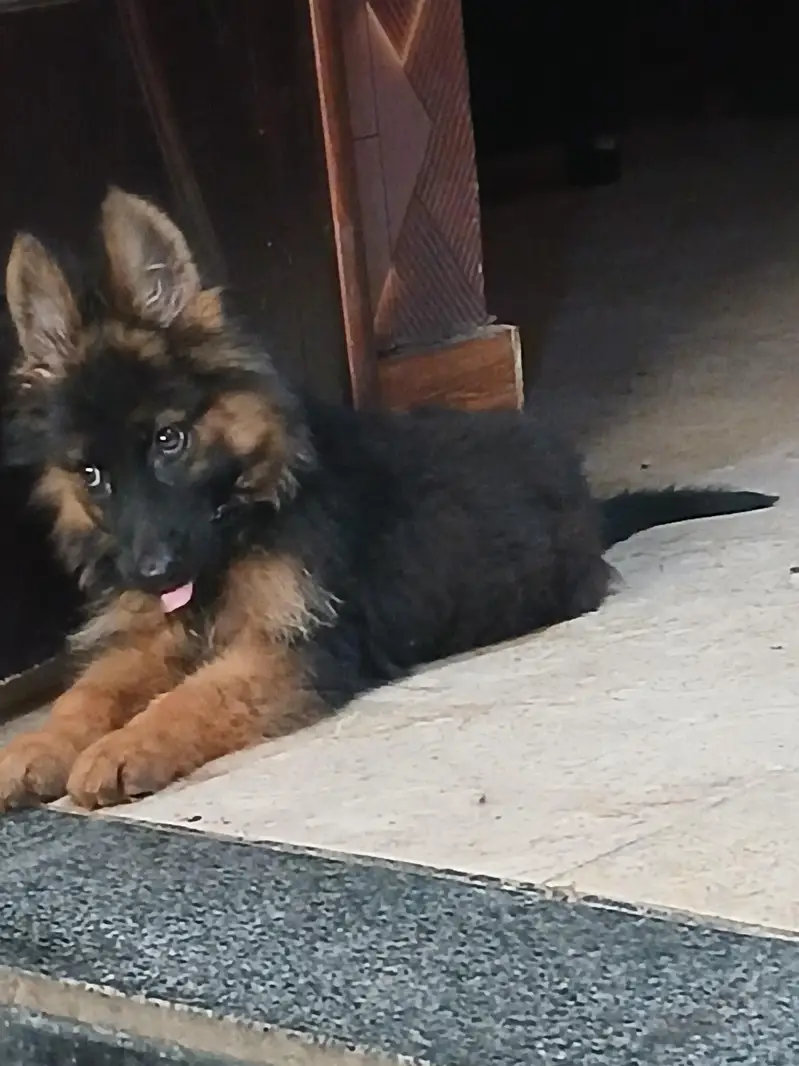 German Shepherd dog — photo 2