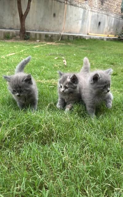 cash on delivery available Persian Punch face triple coat cat Kitten