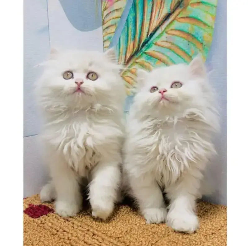 cash on delivery available Persian Punch face triple coat cat Kitten — photo 7