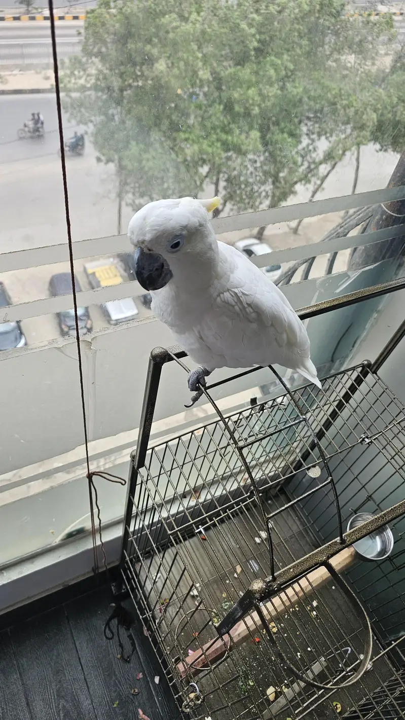cockatoo sulphur 1.7 month vip