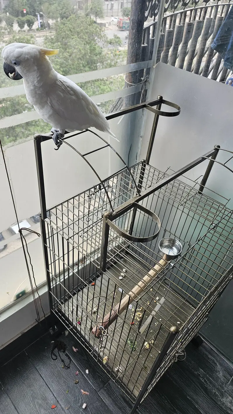 cockatoo sulphur 1.7 month vip — photo 2