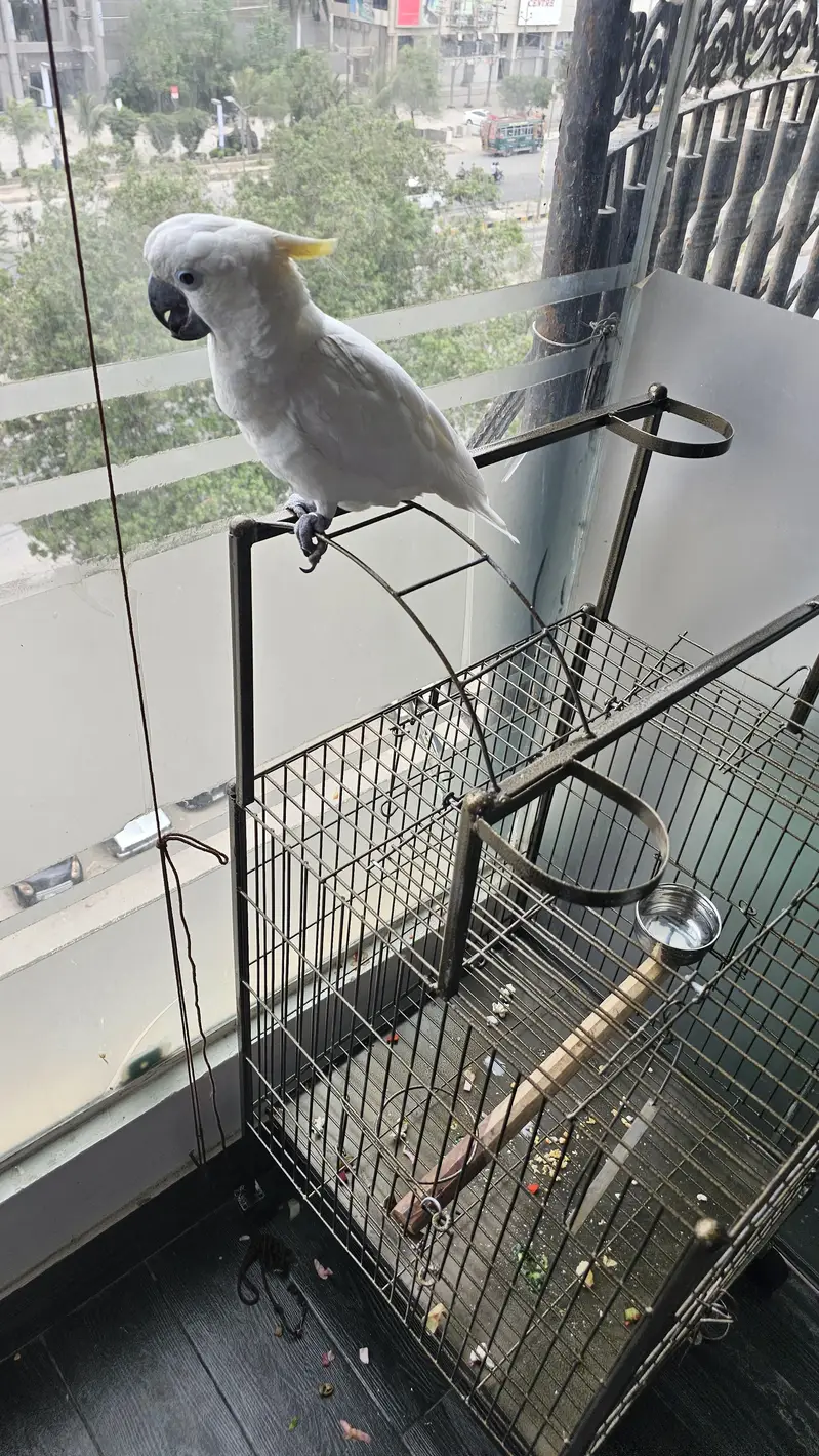 cockatoo sulphur 1.7 month vip — photo 3