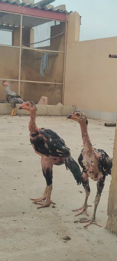 pure aseell chicks