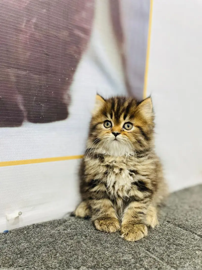 cash on delivery available Persian Punch face triple coat cat Kitten — photo 11