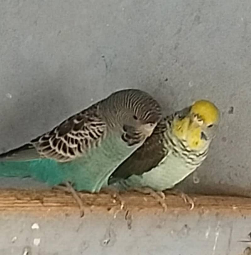 Turquoise Combo Pair 0