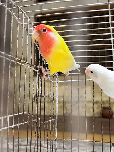 Love Birds male and female