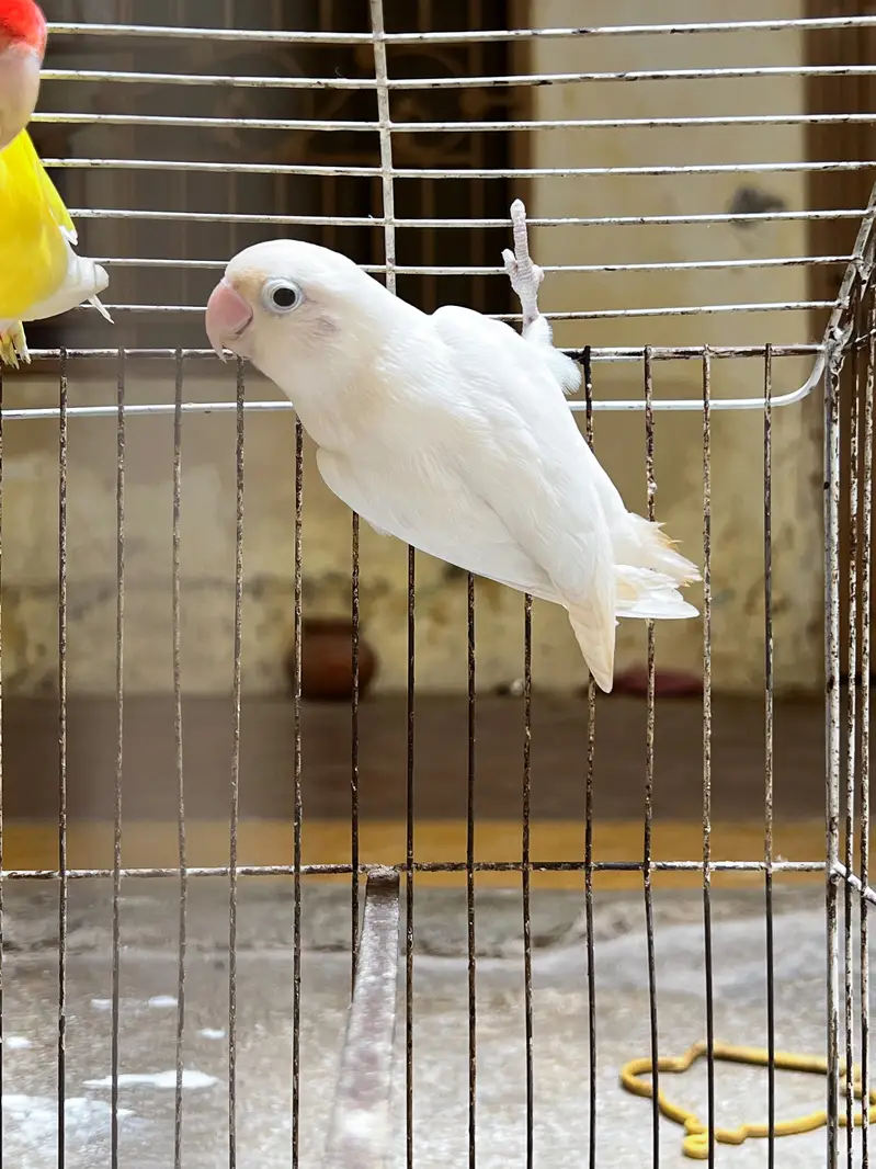 Love Birds male and female — photo 2