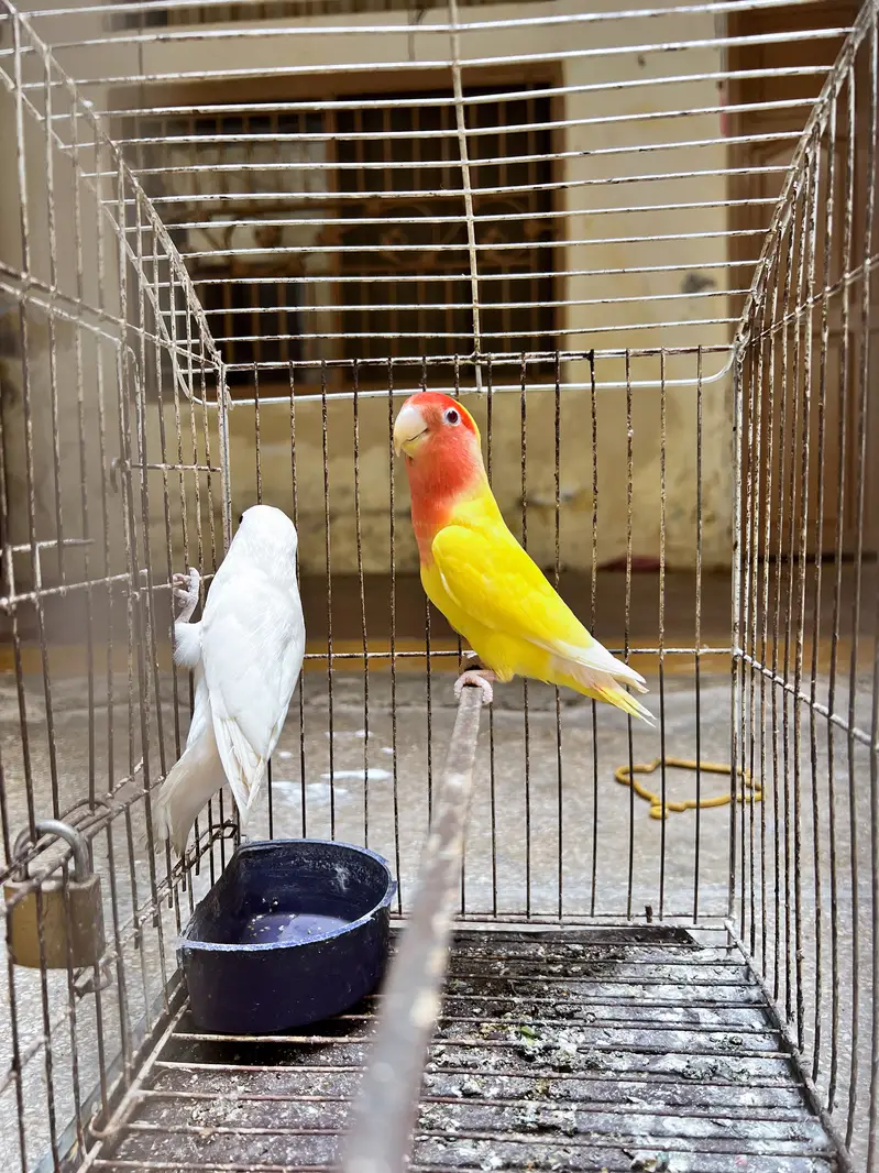 Love Birds male and female — photo 3