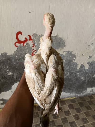 white aseel Sindhi chick