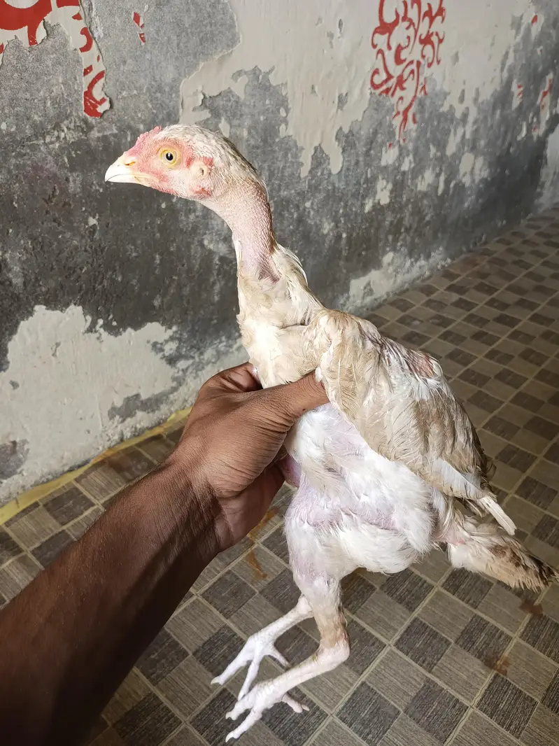 white aseel Sindhi chick — photo 2