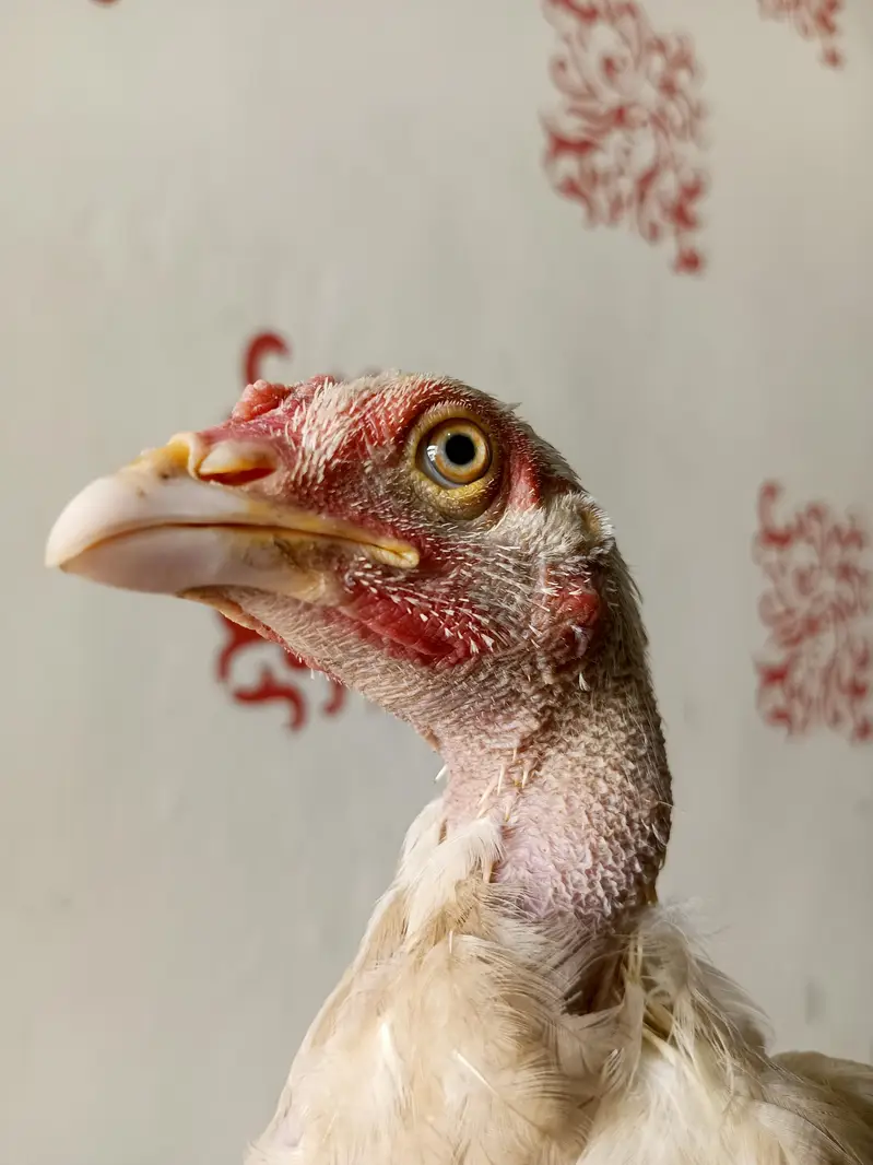 white aseel Sindhi chick — photo 3