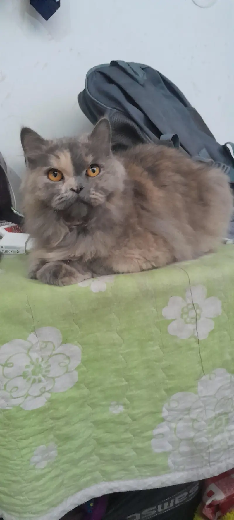 grey Persian cat along with accessories