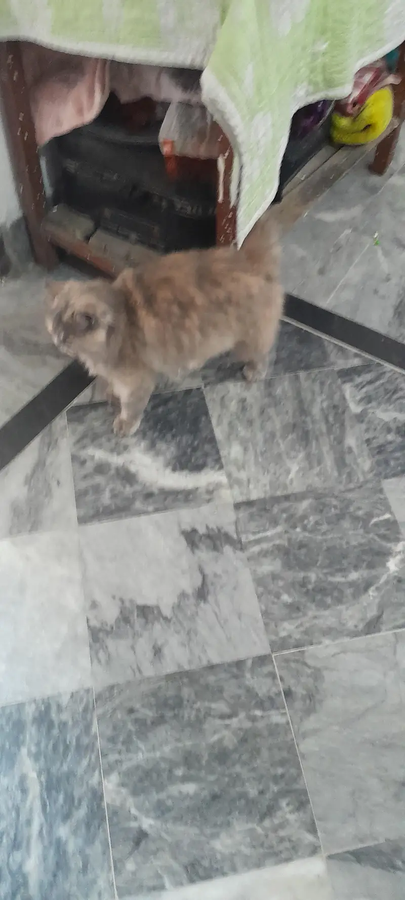 grey Persian cat along with accessories — photo 2