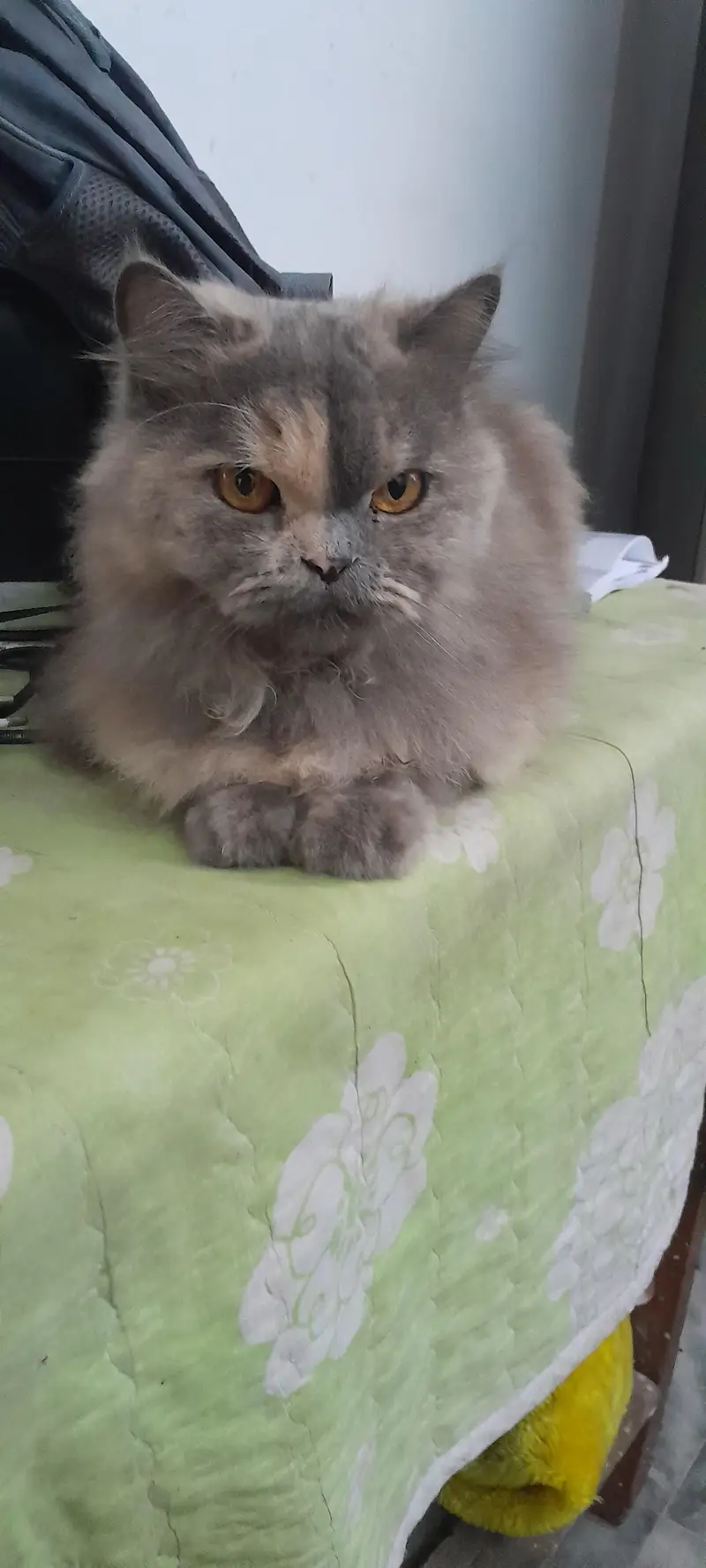 grey Persian cat along with accessories — photo 3