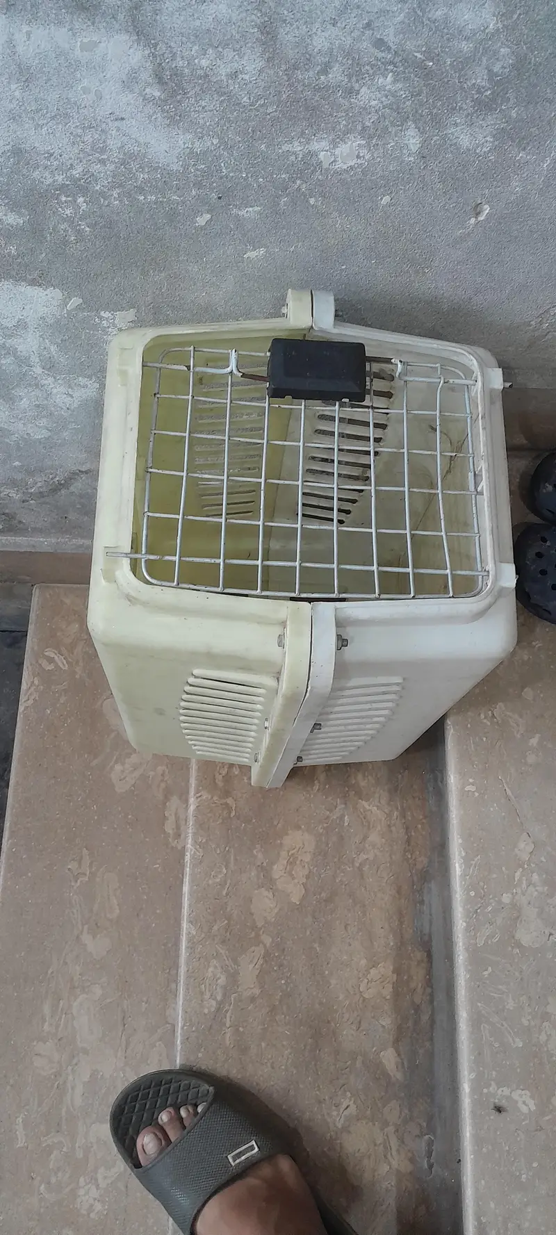 grey Persian cat along with accessories — photo 7