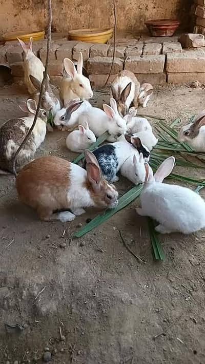 rabbits 650