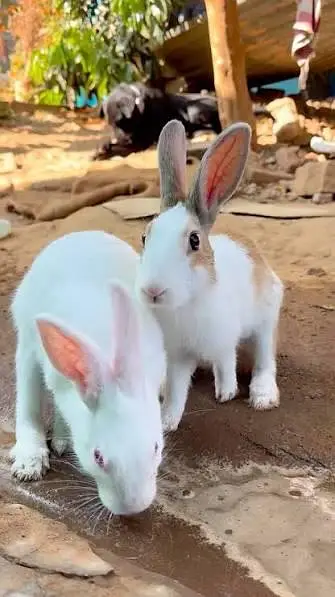 rabbits 650 — photo 2