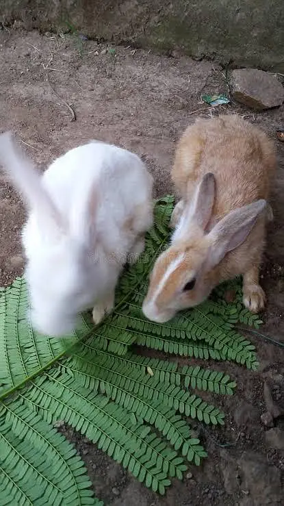 rabbits 650 — photo 3