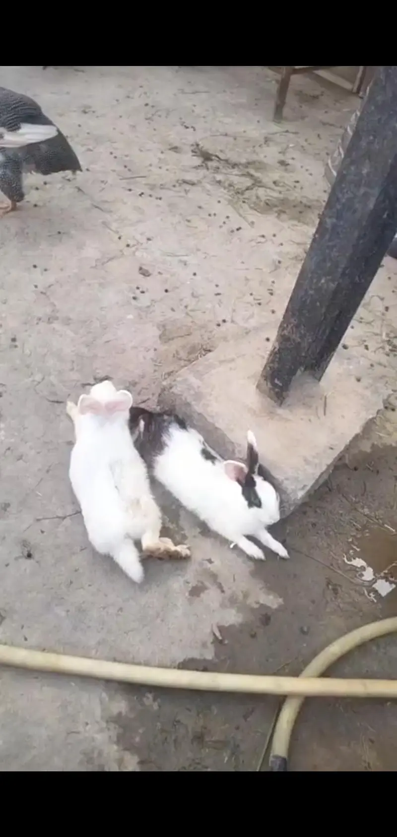 rabbits 650 — photo 5