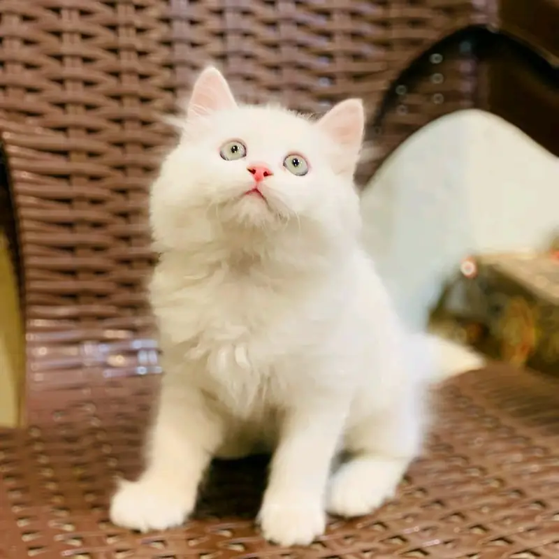 Persian Punch face triple coat cat Kitten — photo 3
