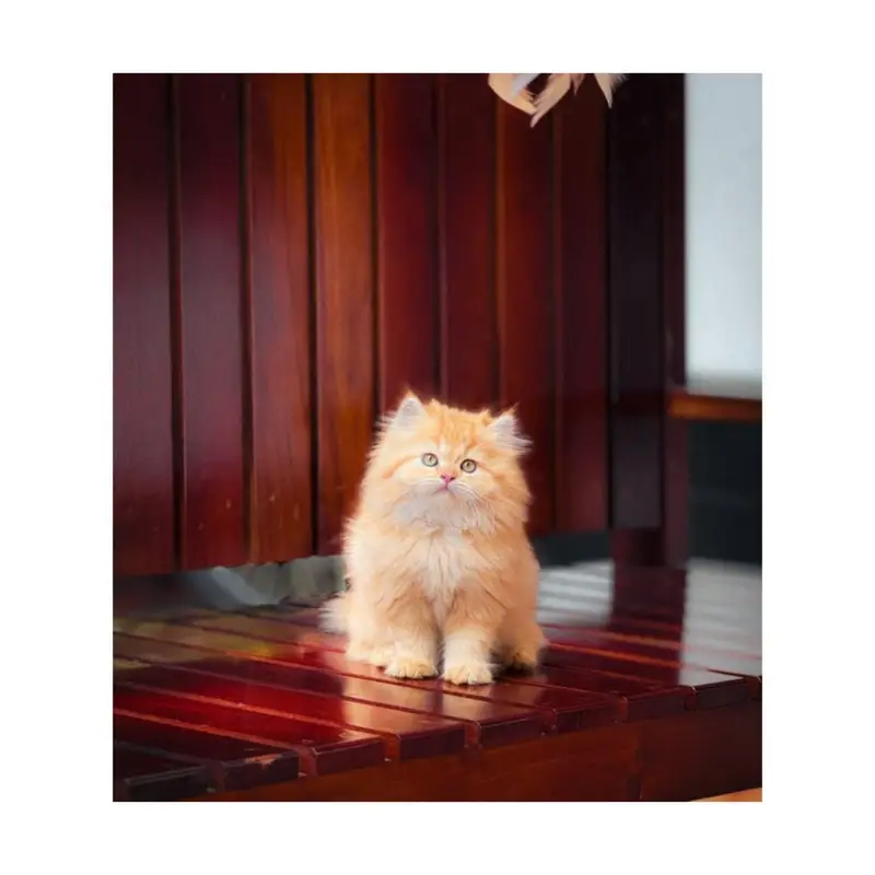 Persian Punch face triple coat cat Kitten — photo 9