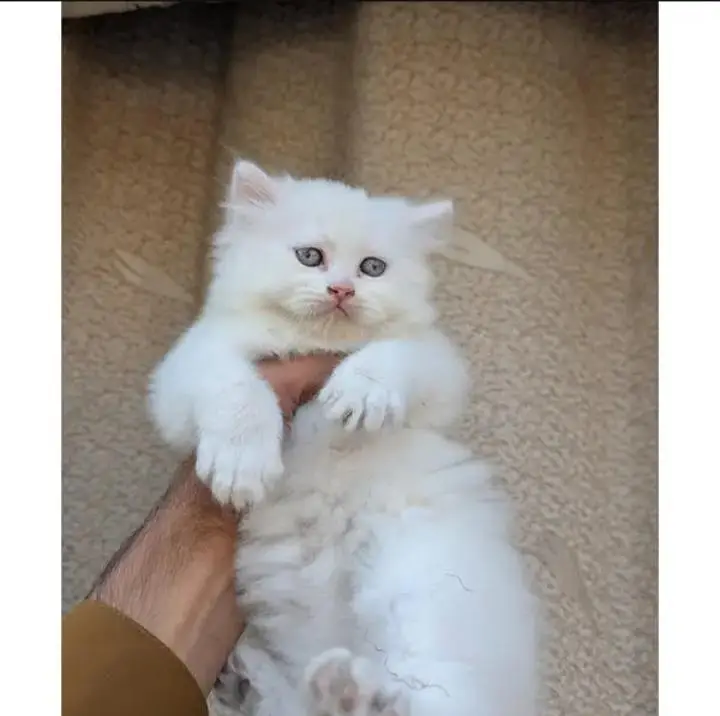 Persian Punch face triple coat cat Kitten — photo 11
