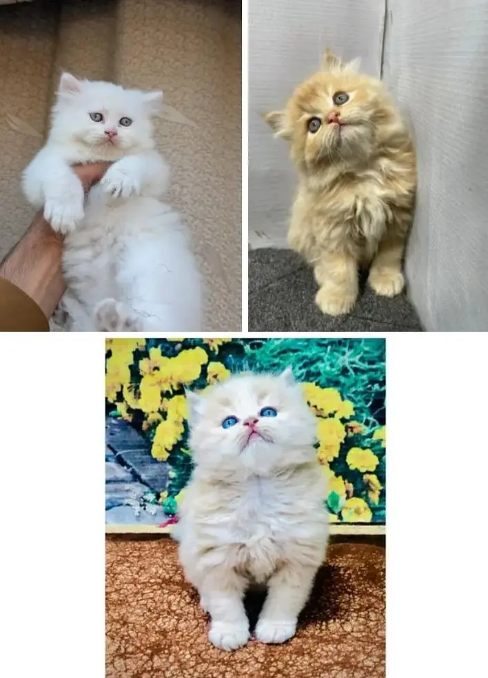 Persian Punch face triple coat cat Kitten — photo 12
